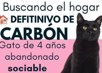 hogar-carbon-adopcion-gato