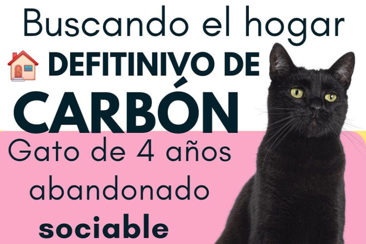 hogar-carbon-adopcion-gato