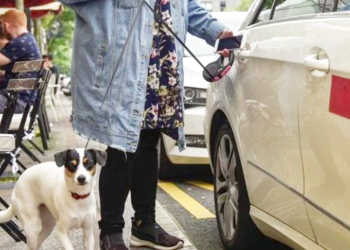 perro-viaja-taxi