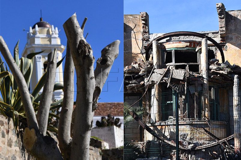 arboles-patrimonio-como-cargarse-ceuta