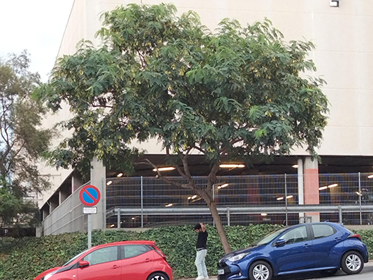 daubma-denuncia-poda-arboles-jacarandas-parques-ceuta-3