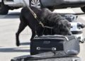 drago-perro-guardia-civil-deteccion-explosivos-18