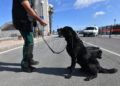 drago-perro-guardia-civil-deteccion-explosivos-9