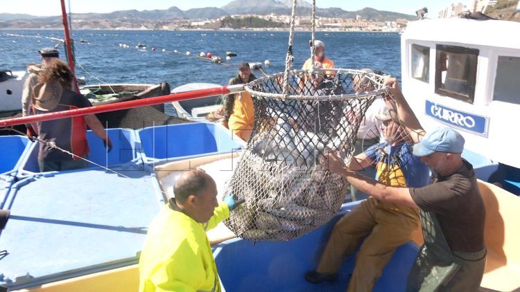 levanta-pescado-trabajo-almadrabeta-capitan-marineros-buzos-13