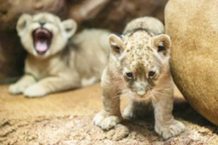 nacimiento-leon-atlas-jardin-zoologico-rabat