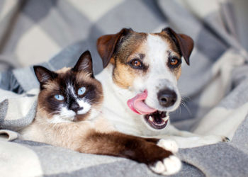 perros-gatos