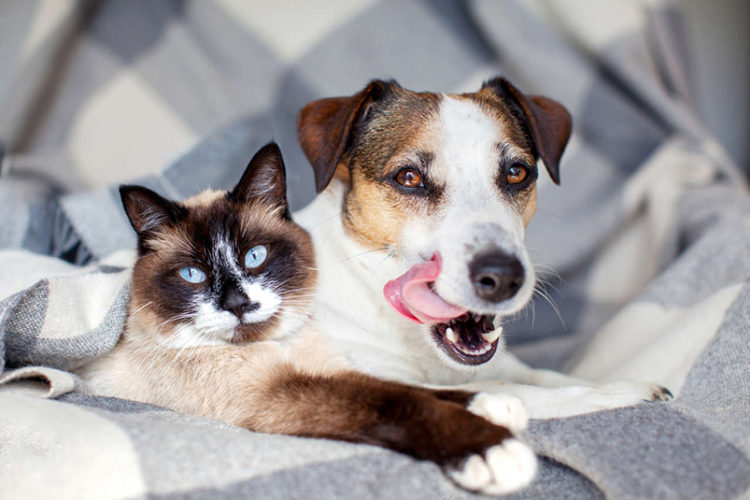 perros-gatos