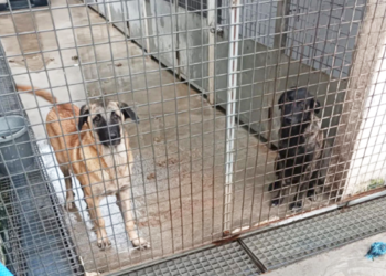 perros-protectora-mojados-lluvias