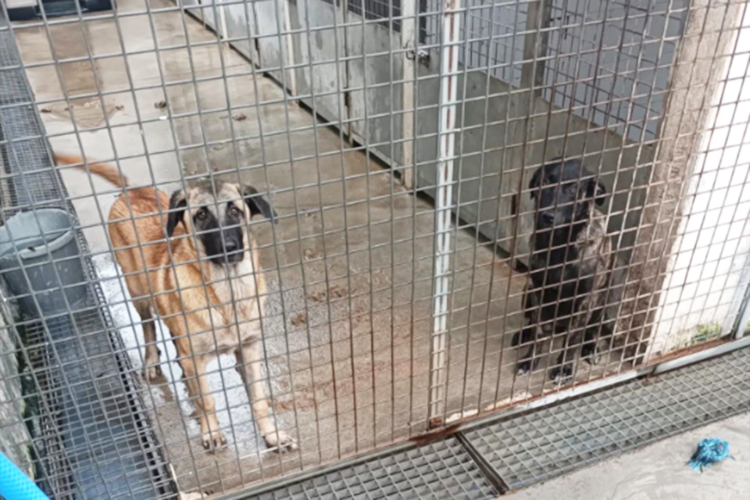 perros-protectora-mojados-lluvias