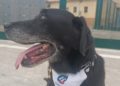 adopcion-drago-perro-guardia-civil-heroes-cuatro-patas-4