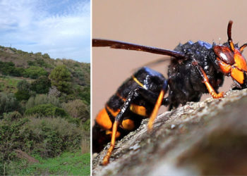 avispa-asiatica-monte-calamocarro