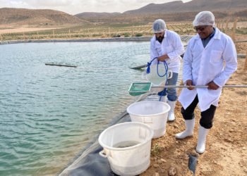marruecos-cria-peces-desierto