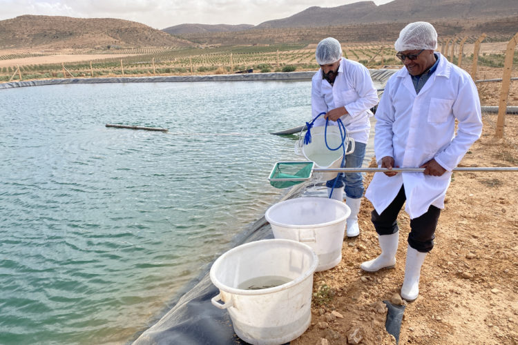 marruecos-cria-peces-desierto