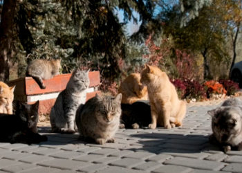 colonia-gatos