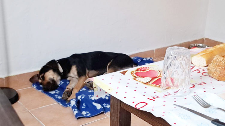 hector-perrito-siempre-vuelve-protectora-adopcion-003