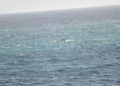 rescates-guardia-civil-limite-mar-inmigrantes-espigon-tarajal-4