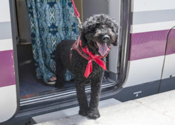 tren-renfe-mascotas-perro