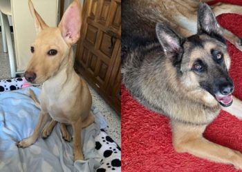 canelita-chico-perros-sin-suerte-busca-hogar-siempre-009