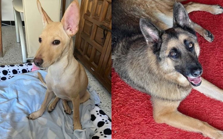 canelita-chico-perros-sin-suerte-busca-hogar-siempre-009
