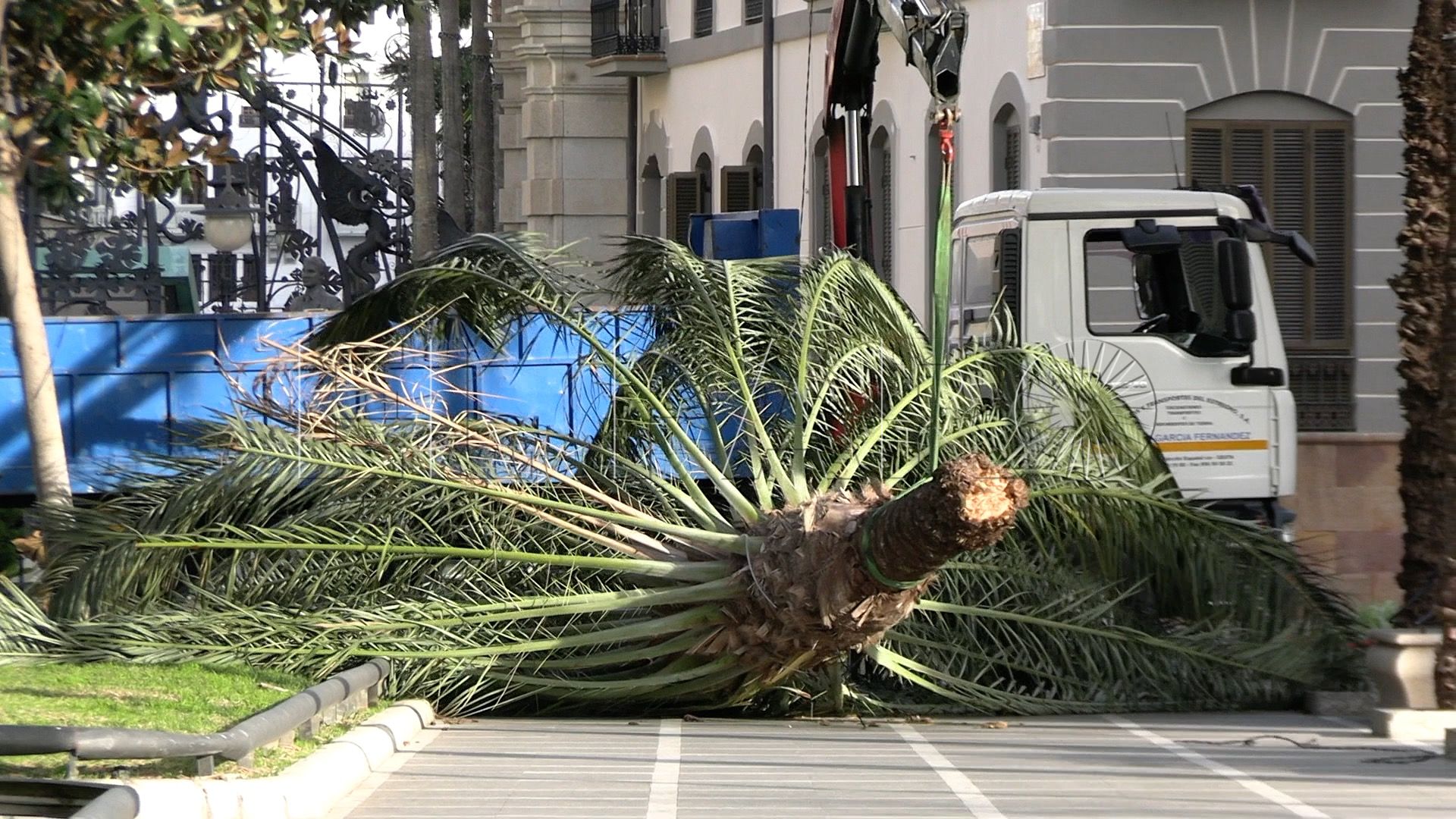 palmera-plaza-africa-borrasca-herminia-5