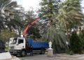 palmera-plaza-africa-borrasca-herminia-7
