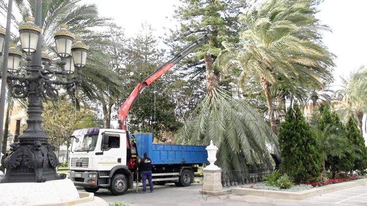 palmera-plaza-africa-borrasca-herminia