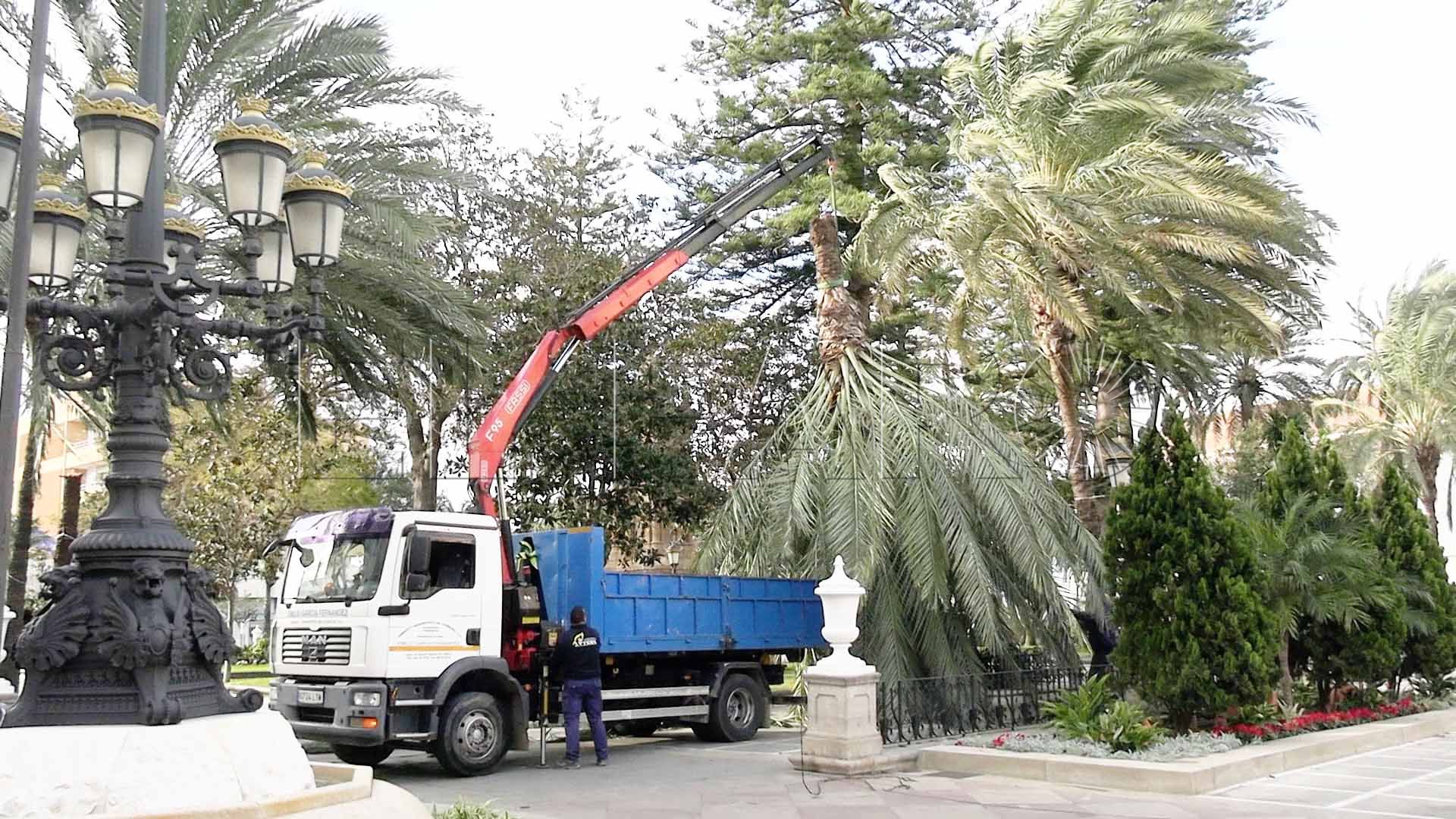 palmera-plaza-africa-borrasca-herminia