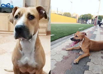 sira-perrita-necesita-acogida-urgencia