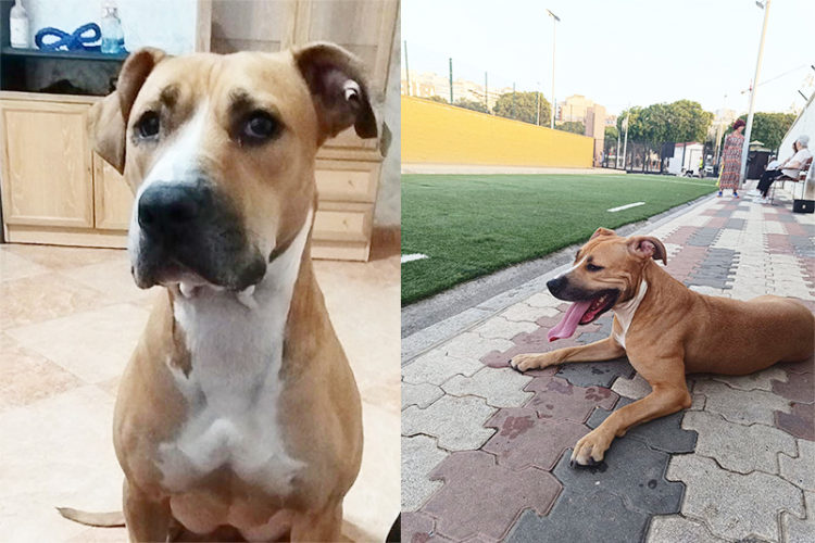 sira-perrita-necesita-acogida-urgencia
