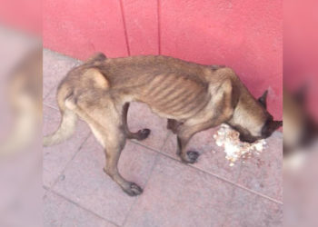 tragica-historia-malinois-denuncian-mala-praxis-112