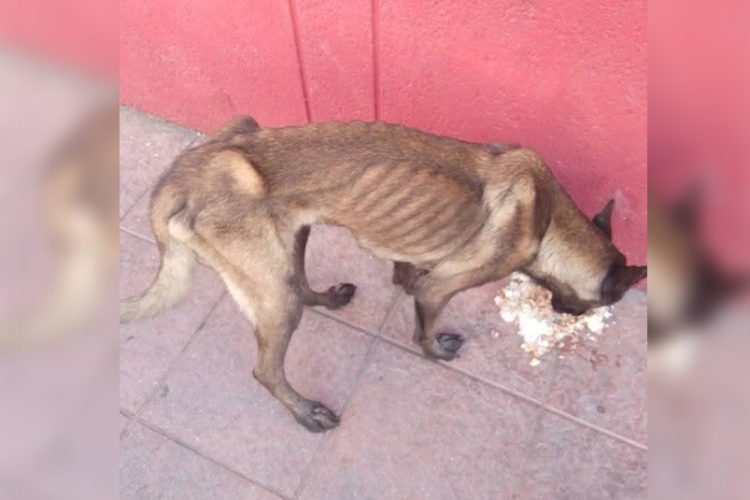 tragica-historia-malinois-denuncian-mala-praxis-112