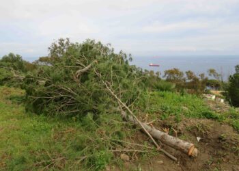 asociaciones-critican-danos-ambientales-trabajos-forestales-cuna-legion-2