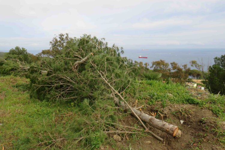 asociaciones-critican-danos-ambientales-trabajos-forestales-cuna-legion-2