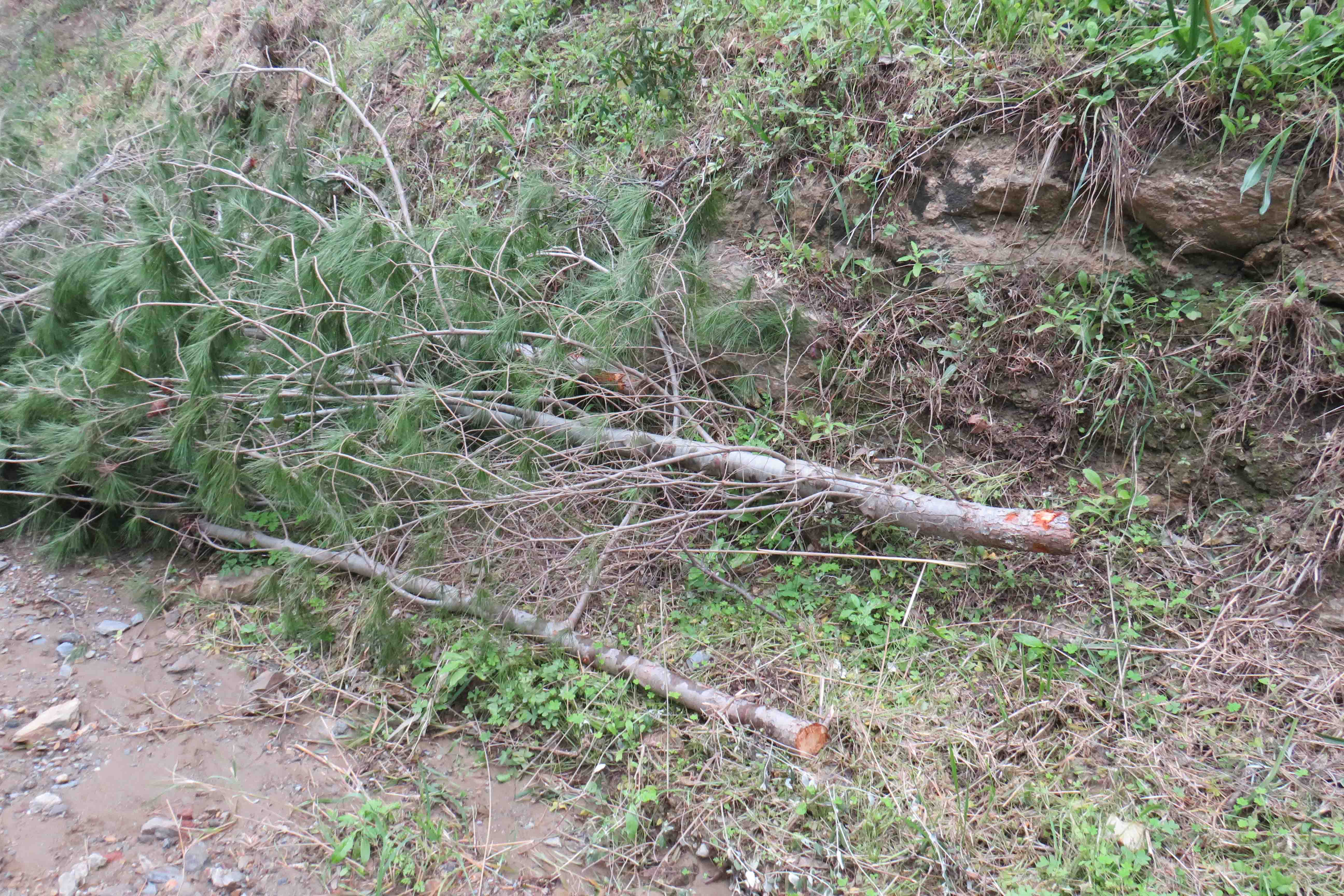 asociaciones-critican-danos-ambientales-trabajos-forestales-cuna-legion-3
