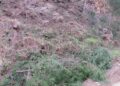 asociaciones-critican-danos-ambientales-trabajos-forestales-cuna-legion-4