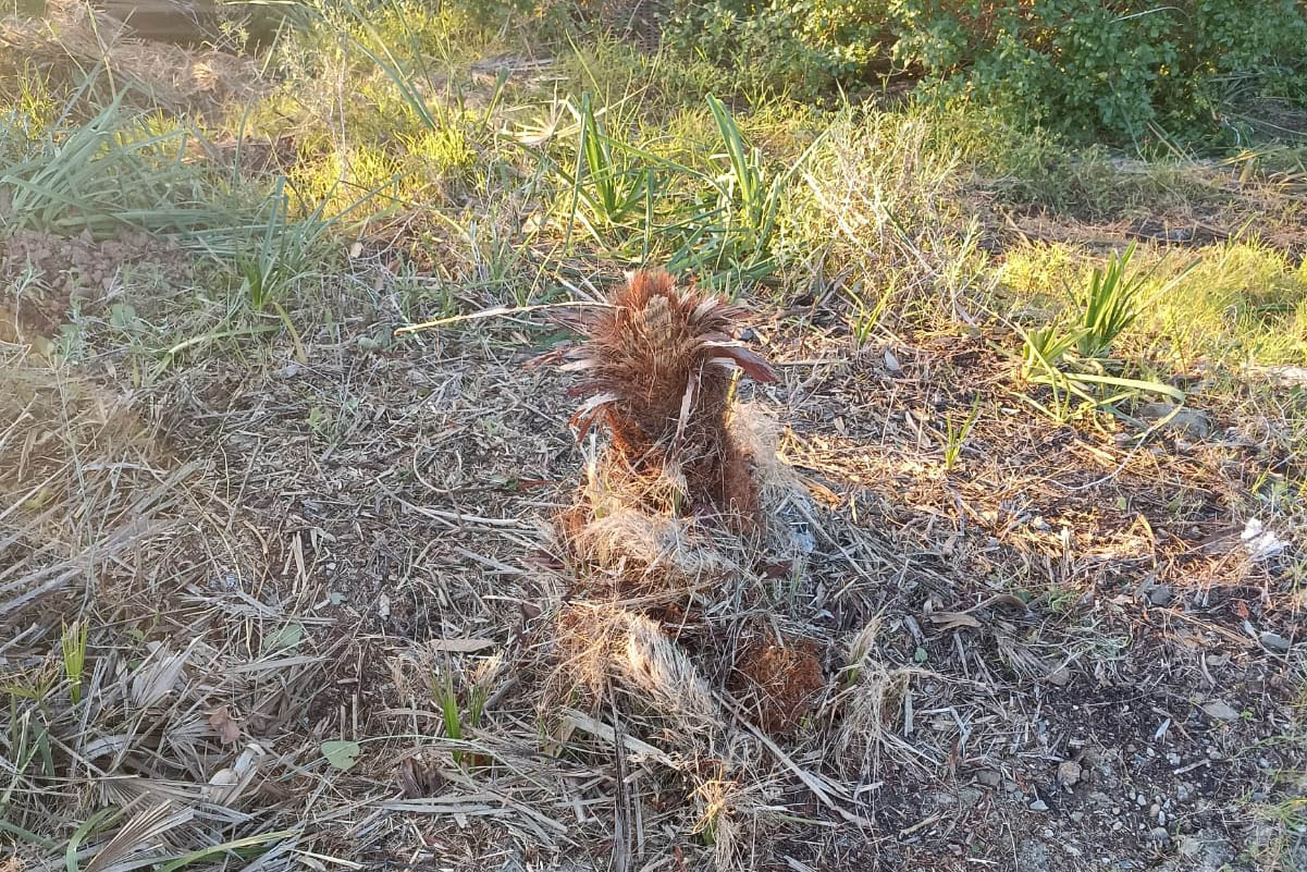 asociaciones-critican-danos-ambientales-trabajos-forestales-cuna-legion-6