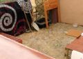 bilal-ahmed-convierte-vertedero-refugio-sanidad-arrebata-animales-10