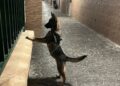bilal-ahmed-convierte-vertedero-refugio-sanidad-arrebata-animales-22