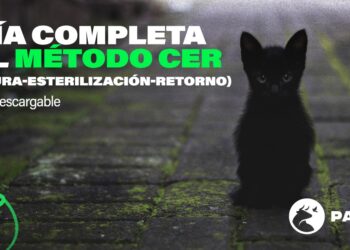 cer-gatos-calle-comienza-abocada-fracaso