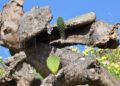 chumberas-abren-camino-campos-1