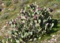chumberas-abren-camino-campos-10