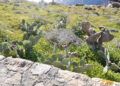 chumberas-abren-camino-campos-4