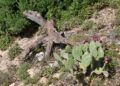 chumberas-abren-camino-campos-5