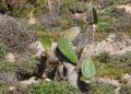 chumberas-abren-camino-campos-6