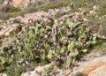 chumberas-abren-camino-campos-7