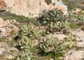 chumberas-abren-camino-campos-8