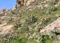 chumberas-abren-camino-campos-9