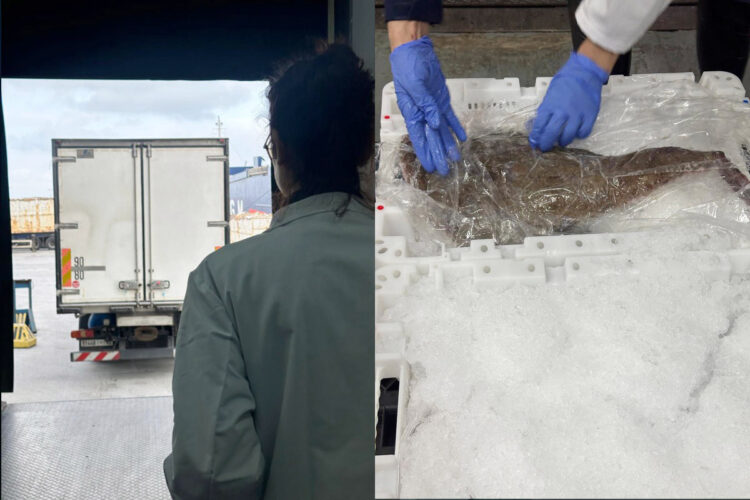 comparecencia-delegada-pescado-Marruecos-aduana-comercial