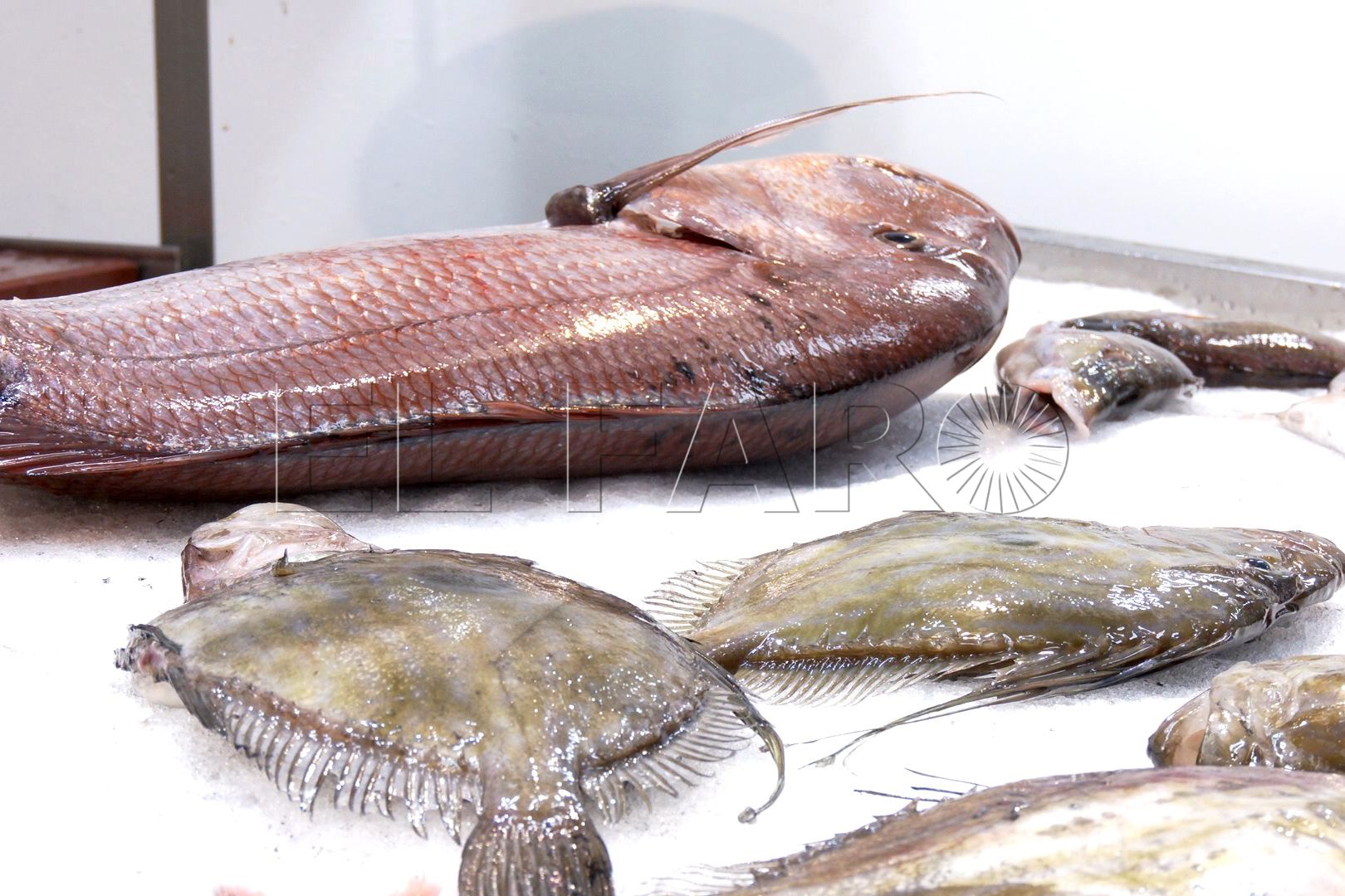 danos-colaterales-aduana-comercial-pescadores-2