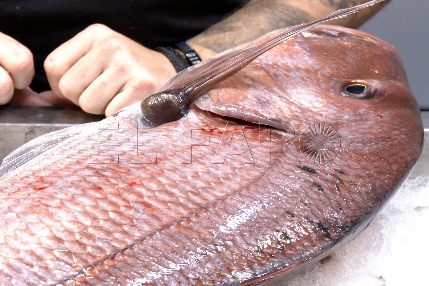 danos-colaterales-aduana-comercial-pescadores-3